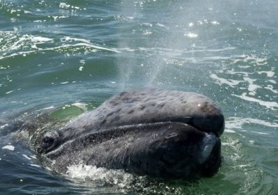 Мексикада канадалик сайёҳларга кит ҳужум қилди фото
