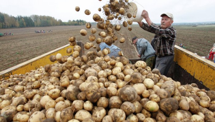 Россельхознадзор Ўзбекистонга олиб кетилаётган 650 тонна картошкани тўхтатиб қолди