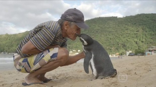 Xaloskorini ko‘rish uchun minglab chaqirimdan suzib keladigan pingvin