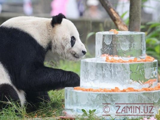 Xitoyda dunyoning eng qari erkak pandasi 30 yoshga to‘ldi