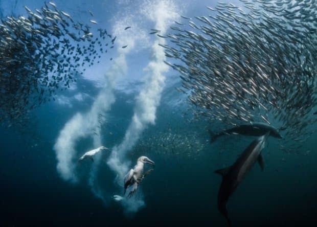 Fransiyalik suratkash National Geographic fototanlovi gran-prisini qo‘lga kiritdi