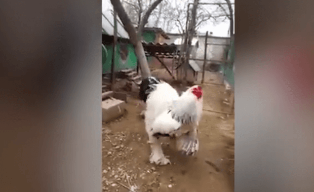 Juda katta xo‘roz ijtimoiy tarmoq foydalanuvchilarini qo‘rqitib yubordi (Video)