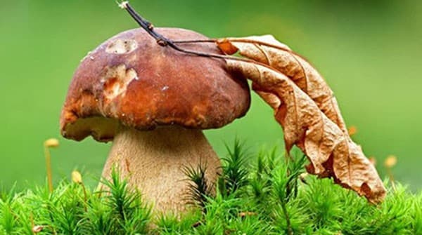 Фавқулодда вазиятлар вазирлиги заҳарли қўзиқоринлардан сақланишга чақирди