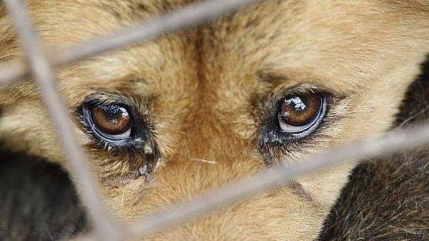 Ўзбекистонда ҳайвонларга шафқатсиз муносабатда бўлганлар учун жазони кучайтириш керакми?