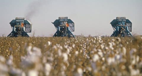 Ўзбекистонда пахтани қўлда териб олишдан буткул воз кечиш режалаштирилмоқда