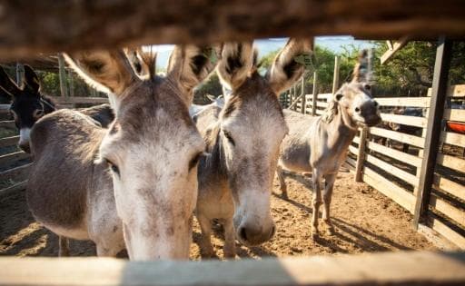 Eshakxo‘r xitoyliklar. Ularning buyurtmasi bilan dunyo bo‘ylab minglab jonivorlar so‘yilmoqda (foto)