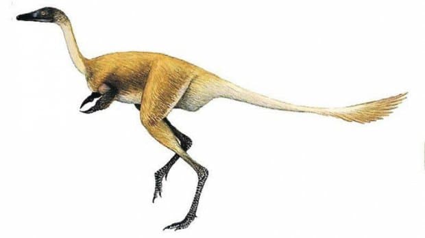 Dinozavrlarning asl Vatani O‘zbekiston ekanligi ma’lum bo‘ldi