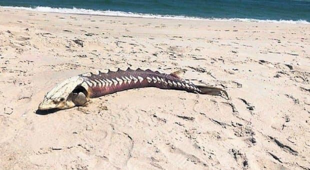 AQSh sohillarida dinozavrlar davridan qolgan baliq topildi