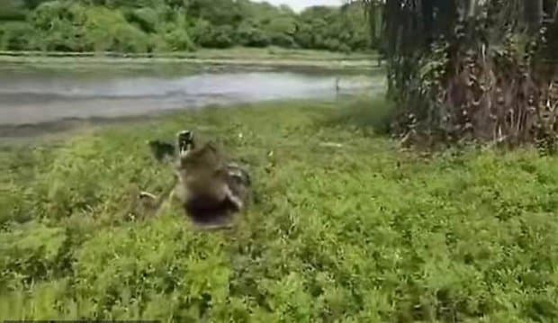 Avstraliyada baliqchilarni "qaroqchi" urdi (video)