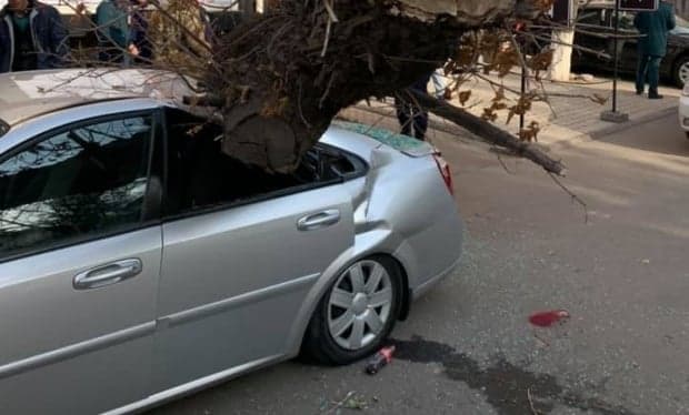 Toshkentda ekologiya qo‘mitasi kesishga ruxsat bermagan chirigan daraxt Gentra ustiga quladi (foto, video)