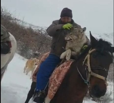 Ovchilar bo‘rini qanday ushlashdi? (video)