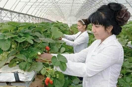 Bog‘otlik tadbirkor issiqxonada qulupnay yetishtirmoqda