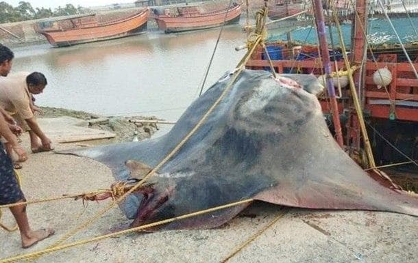 Hindistonda og‘irligi 900 kg bo‘lgan noyob baliq tutildi