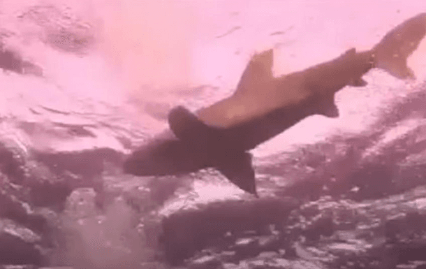 Misrda akula germaniyalik turist ayolning yelkasini tishlab oldi (video)