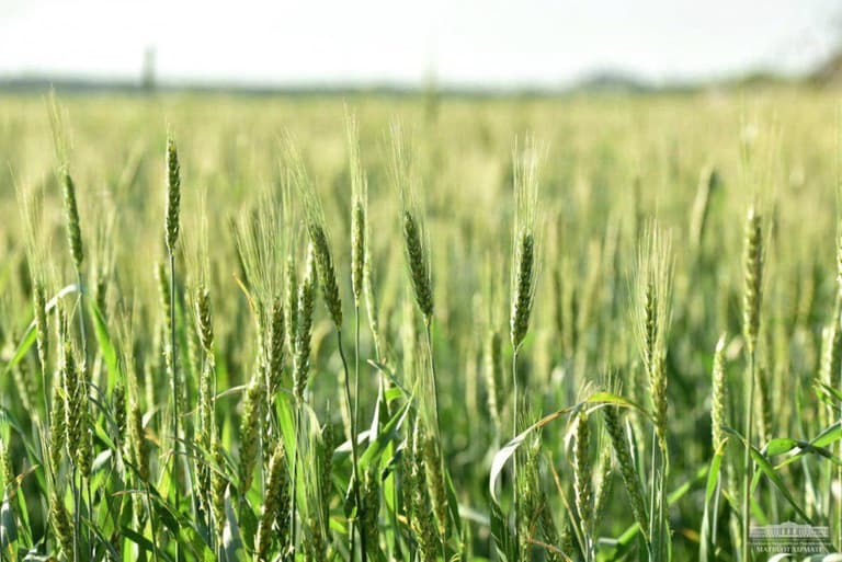 O‘zbekistonda agroklasterlar bo‘yicha qonunchilikni takomillashtirishga zarurat bor
