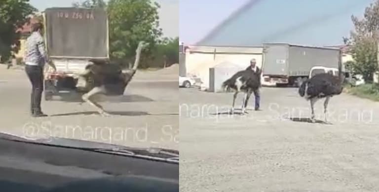 Samarqandda tuyaqushlar mashinadan tushib qoldi (video)