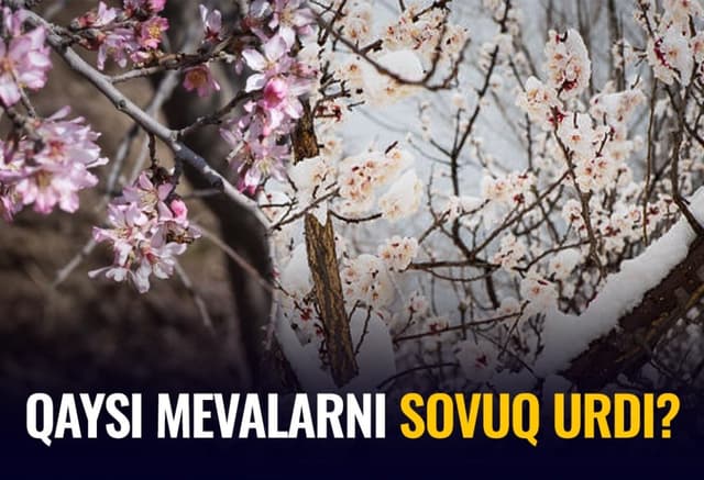 “Oʻrikdan ayrildik hisob” — bogʻbonlar martdagi yogʻingarchilikning mevali daraxtlarga ta'siri haqida