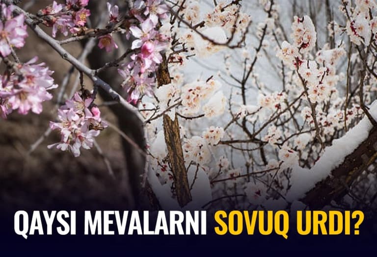 “Oʻrikdan ayrildik hisob” — bogʻbonlar martdagi yogʻingarchilikning mevali daraxtlarga ta'siri haqida