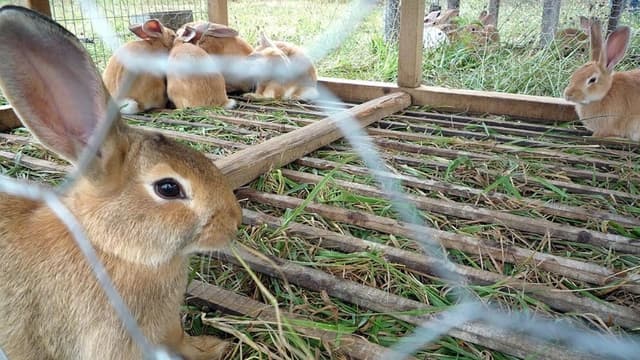 Қорақалпоғистонлик ишсиз ёшларга қуён боқиш учун субсидия ажратилади