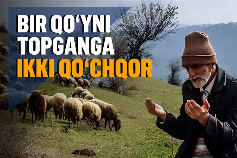 Yo‘qolgan qo‘yni topganga ikki qo‘chqor (Hayotiy hikoya)