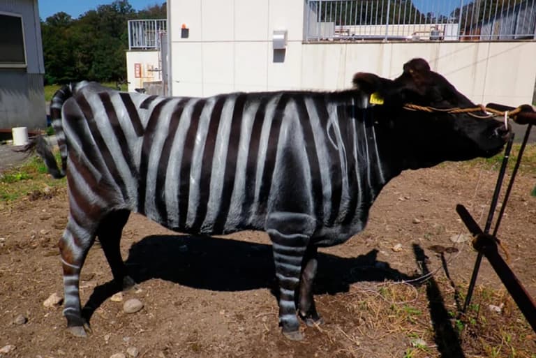 Yapon fermerlari sigirlarni nega «zebraga o‘xshatib» bo‘yashyapti?