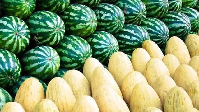 Kavun veya karpuz: hangisi daha faydalı?