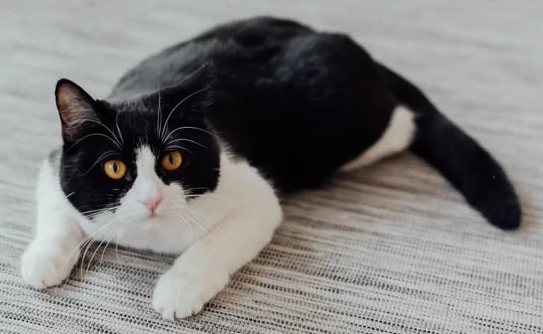 Why Do Domestic Cats Have White "Socks" and a "Tie"?