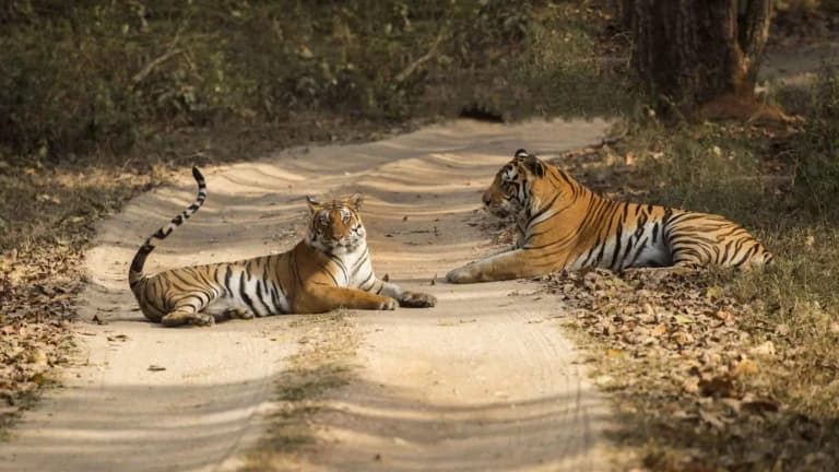 Hindistan'da kaplan terörü: 8 günde 8 kişi öldü