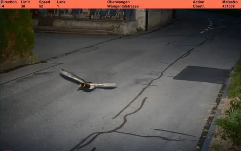 Curious incident: Will the speeding duck in Switzerland be fined?