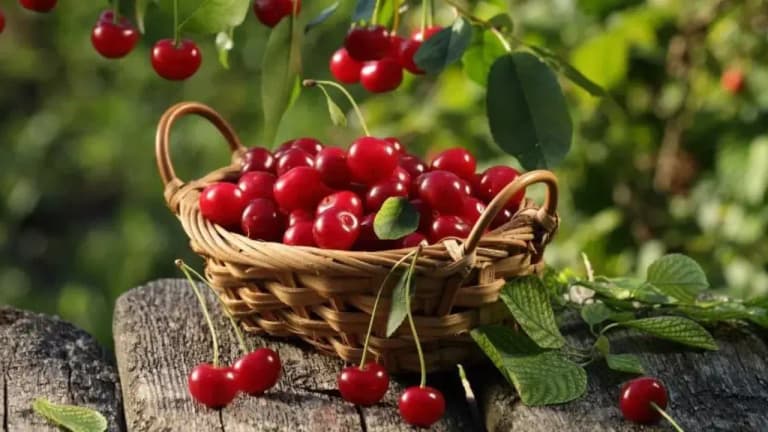 Cherry prices in Uzbekistan rise 70%