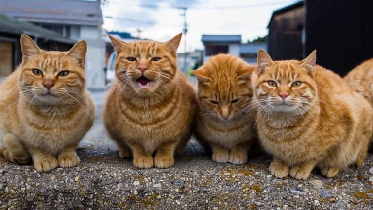 The Genetic Secret Behind Meowing Cats