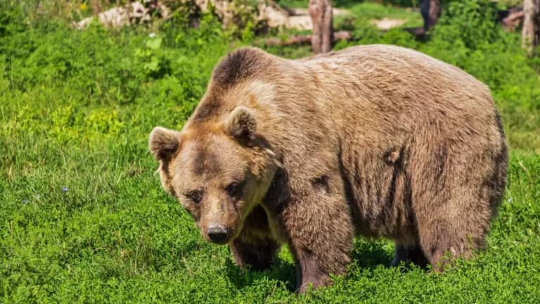 Woman survives bear attack in Russia’s forest