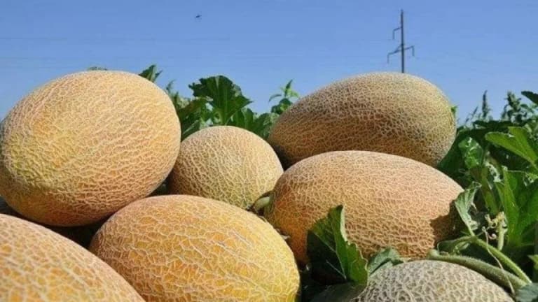 Uzbek melons delivered to Britain: 10 tons shipped