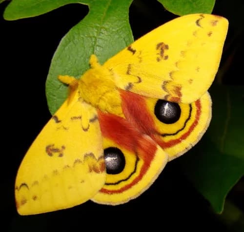 Animals respond to sounds made by plants