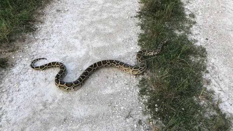 Python hunting season begins in Florida