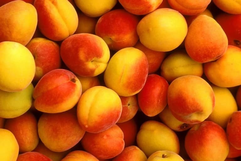 Uzbekistan is among the world leaders in apricot production