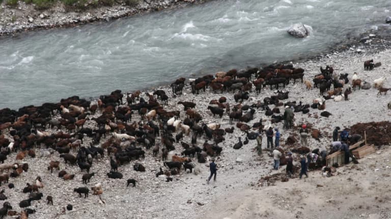 Has anthrax, a disease transmitted from animals, resurfaced?