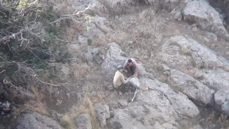 Illegal hunting in the reserve: rare goats covered in blood