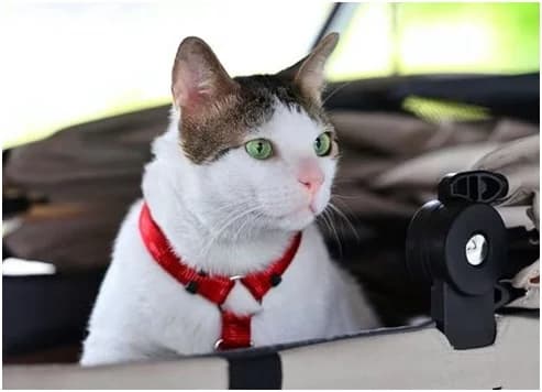 Indonesian President's cat gets state-level bodyguard