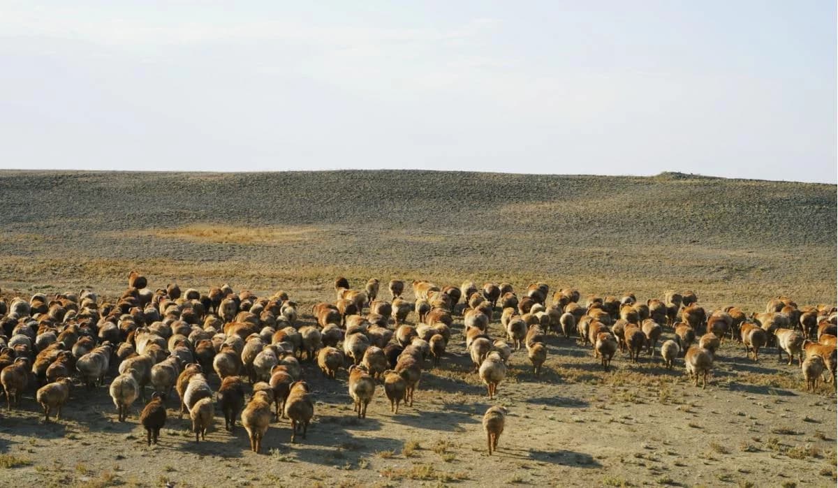100 thousand heads of small livestock will be imported from Mongolia
