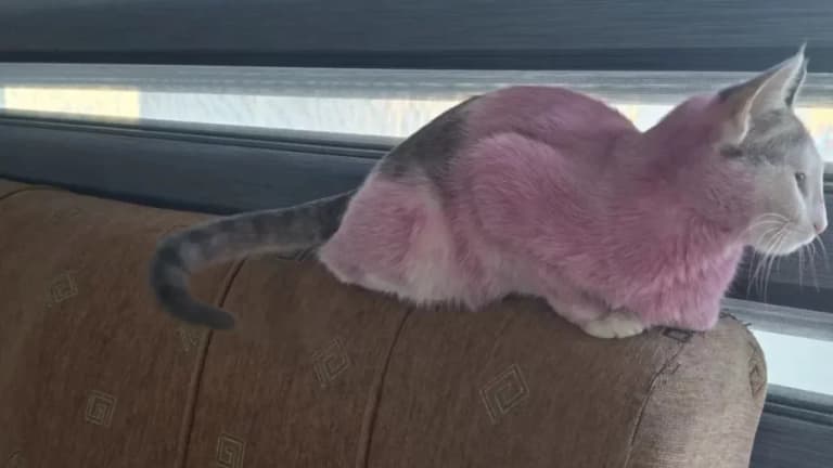 Artist who painted cat pink remains at the center of controversy