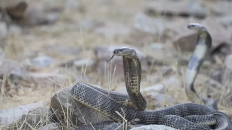 Cobras and rattlesnakes released in Surkhandarya