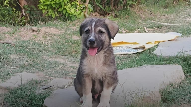 Hindistan'da 67 kişi bir yavru köpeğin zekası sayesinde kurtarıldı