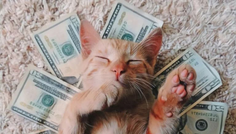 Blogger, kediciklerle yapay zeka videolarından ayda 720 bin ruble kazanıyor