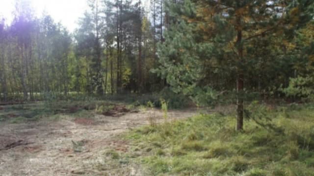 Санкт-Петербургда ўзбекистонлик йигит ўрмондан пичоқланган ҳолда топилди