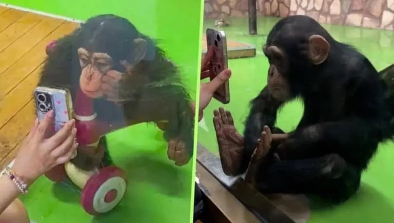 Хитойда шимпанзега TikTok кўрсатиш тақиқланди