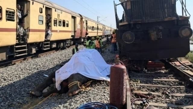 Hindistan'da tren bir fil sürüsünün üzerinden geçti