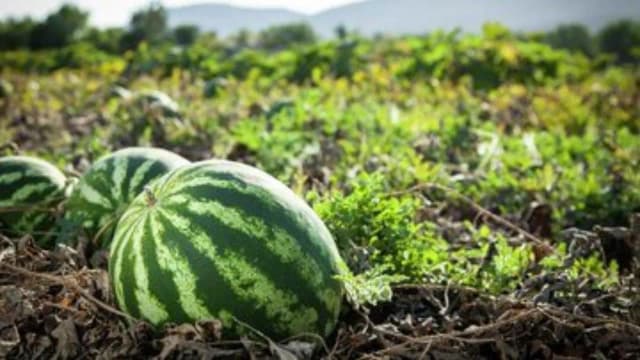 Какие регионы занимают первое место на рынке бахчевых?
