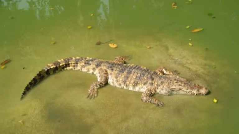 La présence d'un crocodile dans le Grand canal de Ferghana a-t-elle été confirmée ?
