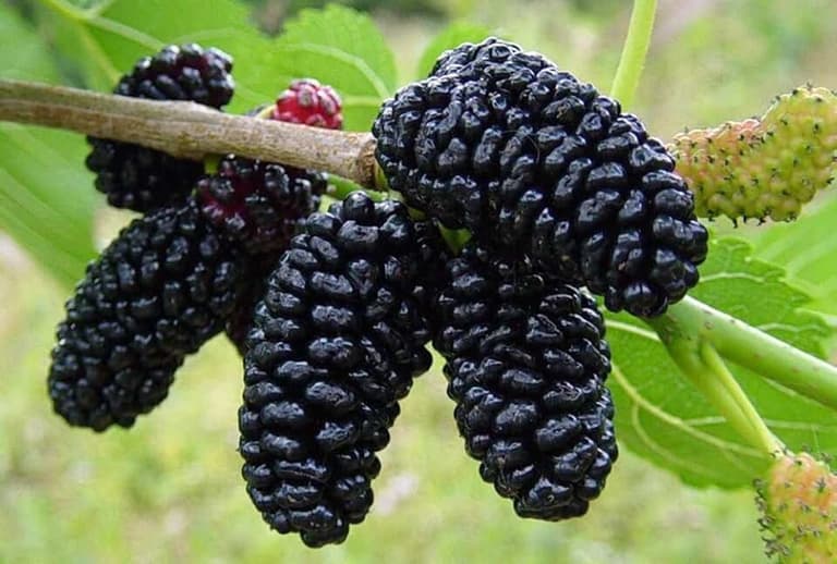 Healing fruits of May quickly restore the body